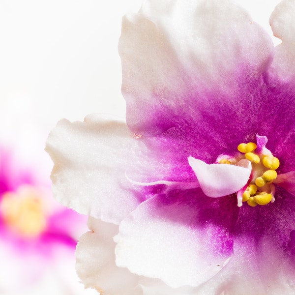 African Violet Cherry Delight, flower, Art photography, Wall art, Focus stack