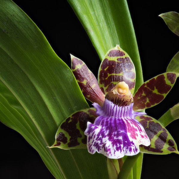 Zygopetalum orchid, Orchid, Flower, Wall Art, Art photography
