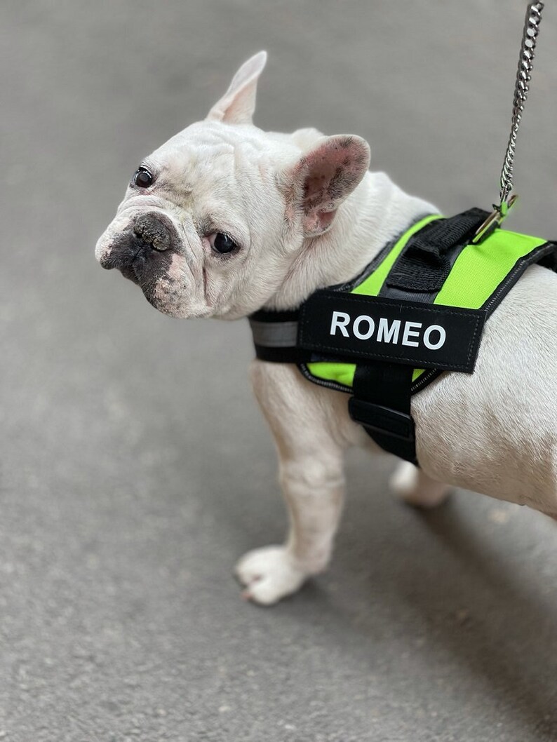 Personalized Dog Harness Patches Julius K9 Labels Name Badges Etsy