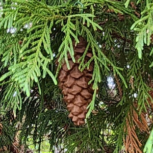 Pinecone Geocache Hanging Container | Cache Container with Log for Geocaching | Get out and hide some caches for fall! Sneaky stealthy hide!