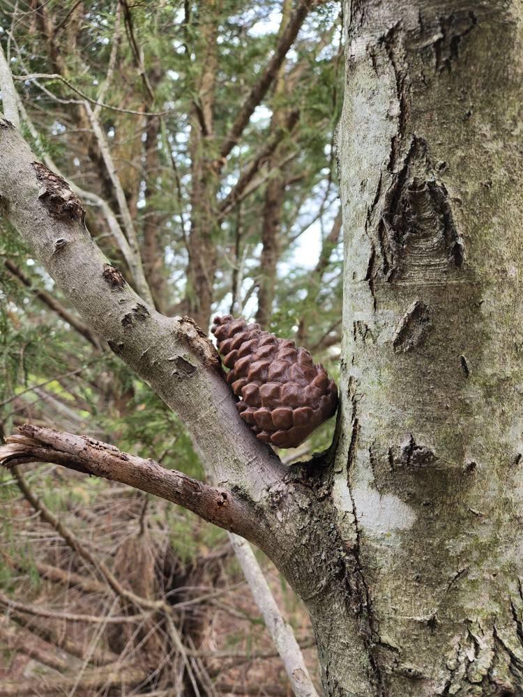 BORSE LATERALI IMPERMEABILE Per BMW R NineT Scrambler Bagtecs WP8 EUR - Foto 2