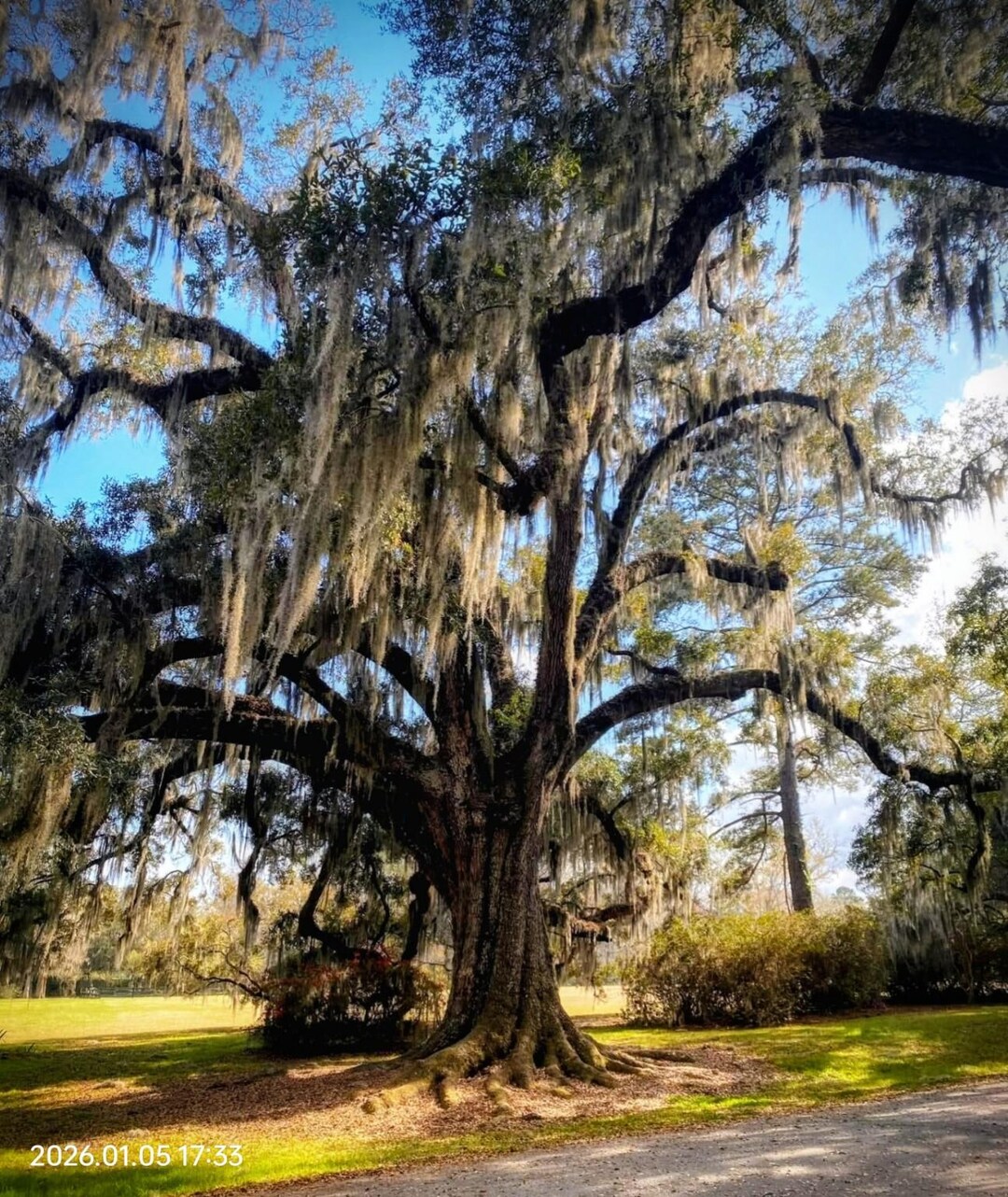 Majestic Southern Live Oak With Spanish Moss - Etsy