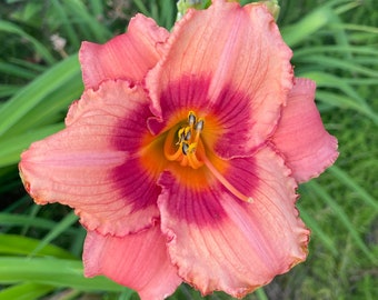 Strawberry Candy Daylily, Hemerocallis 1 Bareroot plant