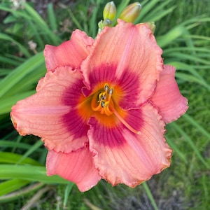 Strawberry Candy Daylily, Hemerocallis 1 Bareroot plant