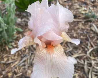 Sherwood Pink Iris flower plant