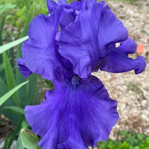 May include: A vibrant purple iris flower with ruffled petals. The flower is in full bloom and has a delicate, intricate pattern on its petals.