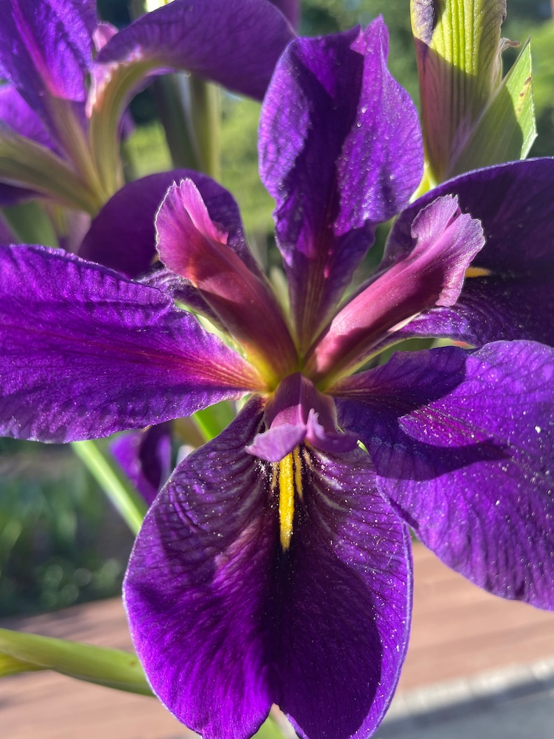 TweetysPlants Gamecock Iris
