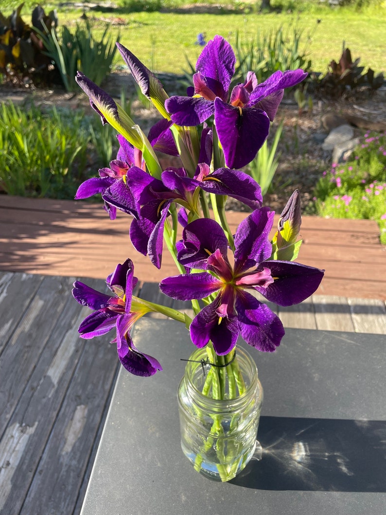 TweetysPlants Gamecock Iris - Thumbnail 5