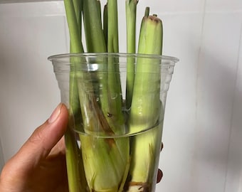 Lemongrass starter plants
