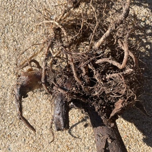 May include: Close-up of a brown root ball with a thick, gnarled root system. The roots are intertwined and covered in soil.