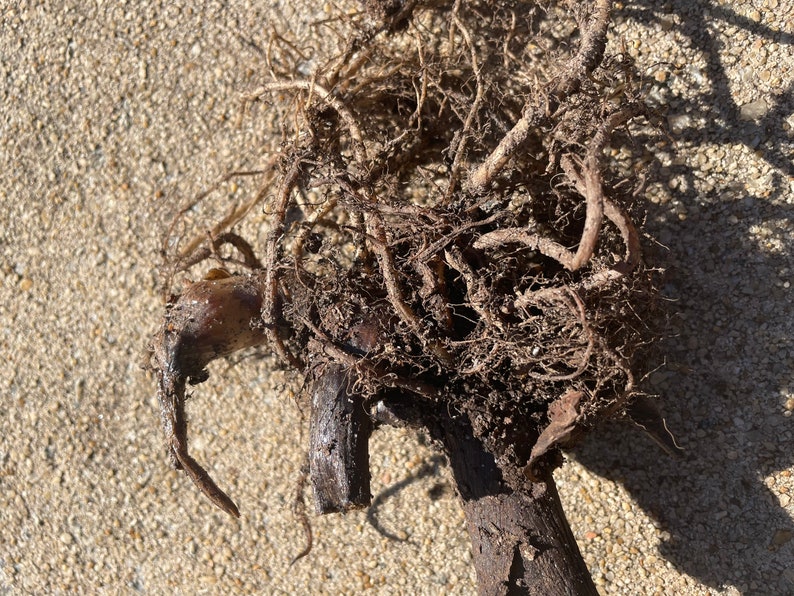 May include: Close-up of a brown root ball with a thick, gnarled root system. The roots are intertwined and covered in soil.