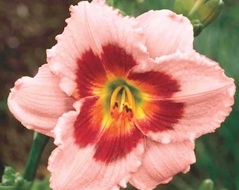 Wineberry Candy Daylily 1 Bareroot plant