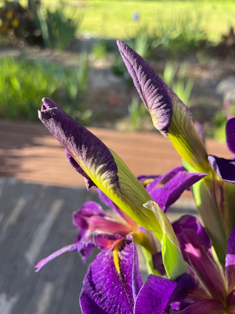 TweetysPlants Gamecock Iris - Thumbnail 4