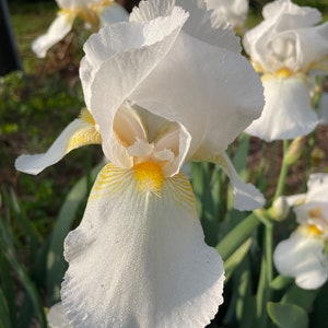 Angel Bright White Historic Iris - Tall Bearded Iris Rhizome, plant
