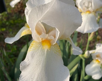 White Iris bloom - Tall Bearded Iris Rhizome, plant