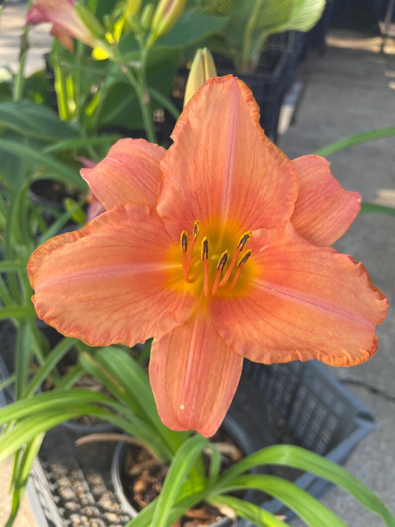 South Seas Hemerocallis Daylily - Thumbnail 2