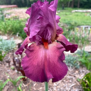 Lady Friend Burgundy Large bloom - Tall Bearded Iris Rhizome