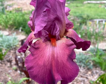 May include: A close-up of a purple iris flower with a yellow and orange center. The flower is in bloom and has a delicate, ruffled texture.