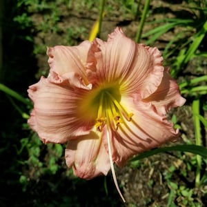 Scottish Fantasy Daylily Hemerocallis plants