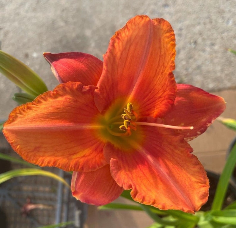 South Seas Hemerocallis Daylily - Thumbnail 5