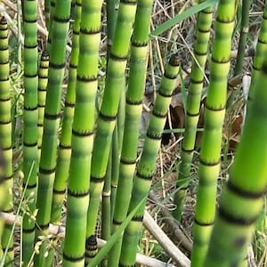 Horsetail Reed bareroot shoots bundle, Equisetum hyemale image 1