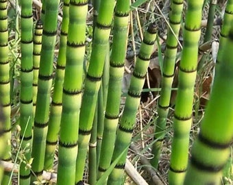 Horsetail Reed bareroot shoots bundle, Equisetum hyemale