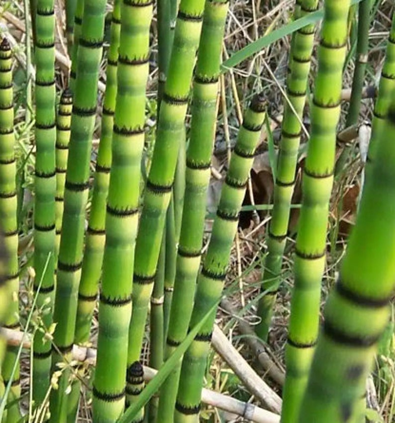 Horsetail Reed bareroot shoots bundle, Equisetum hyemale image 1