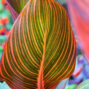 May include: Close-up of a vibrant green and orange leaf with a striped pattern. The leaf has a pointed tip and a smooth texture.