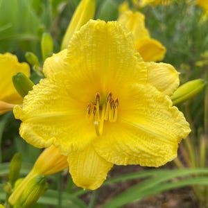 May include: A close-up of a vibrant yellow daylily flower in full bloom. The flower has textured petals and a prominent center with stamens. Green buds and foliage surround the flower, creating a natural backdrop.