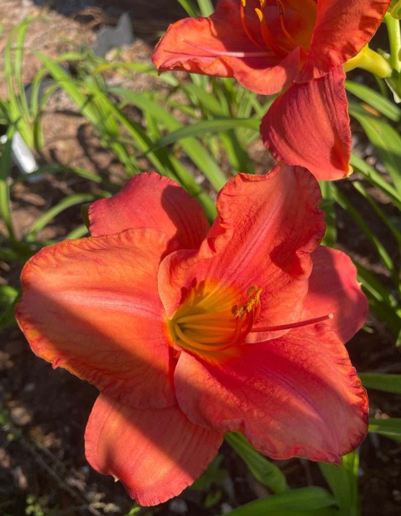South Seas Hemerocallis Daylily - Thumbnail 3