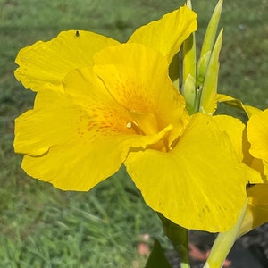 3 Yellow Canna Lily Live Plant/Rhizome