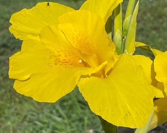 May include: A vibrant yellow canna lily flower with orange speckles on the petals. The flower is in bloom and has a green stem.