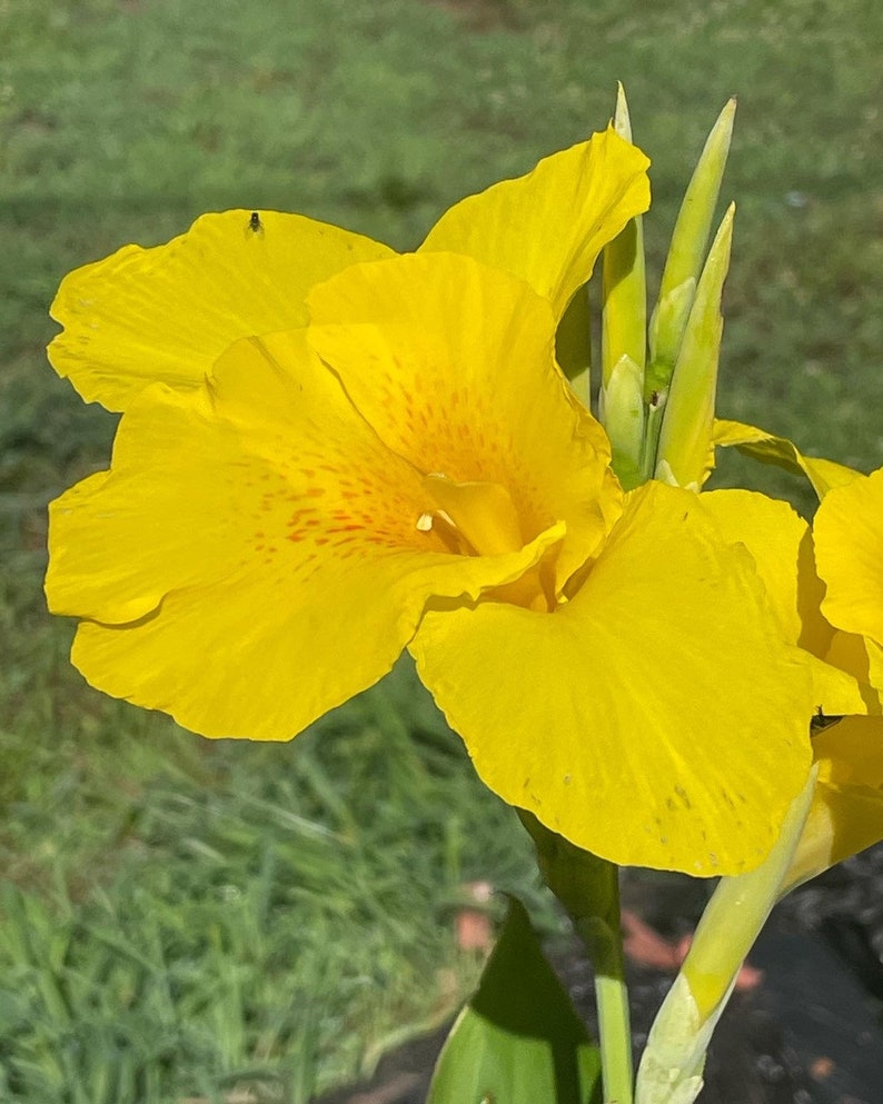 TweetysPlants Canna Lily - Thumbnail 5