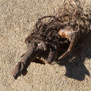 May include: Close-up of a bare root plant with a thick, brown stem and a tangled mass of roots. The plant is lying on a bed of light brown sand.