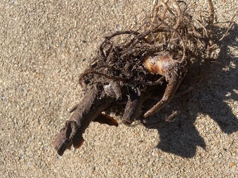May include: Close-up of a bare root plant with a thick, brown stem and a tangled mass of roots. The plant is lying on a bed of light brown sand.