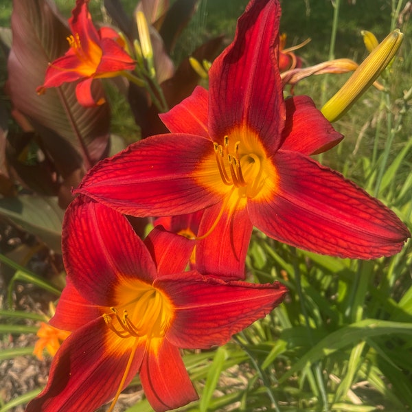 Spider Red with orange eye daylily per fan