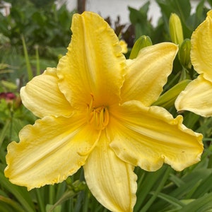 Siloam Space Age Hemerocallis Daylily Per Fan