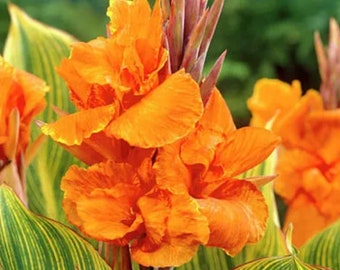 Pretoria Bengal Tiger Canna Lily, Tropicanna Gold  per Rhizome, Bulb, Plant
