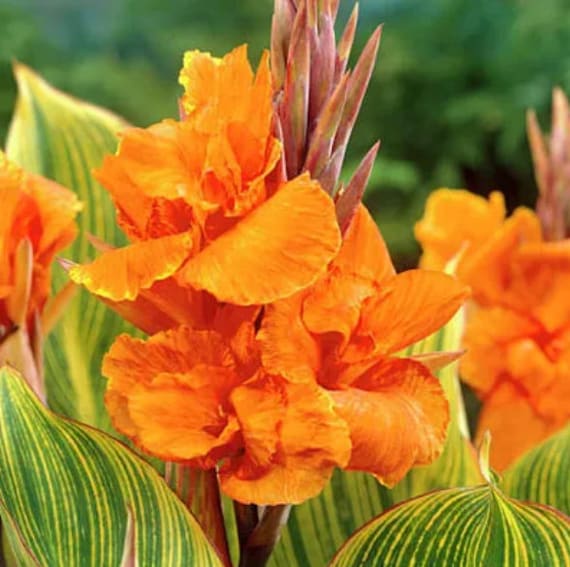 Pretoria Bengal Tiger Canna Lily, Tropicanna Gold  per Rhizome, Bulb, Plant