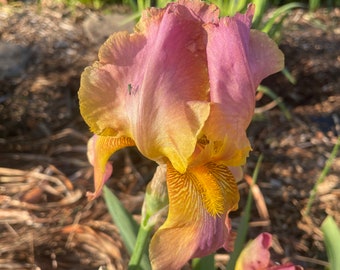 Multiple pink shade Iris plant