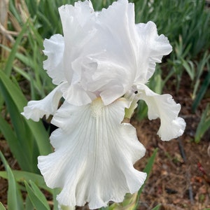 May include: A white iris flower with ruffled petals. The flower is in bloom and has a delicate, elegant appearance.