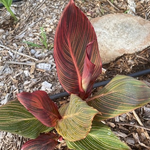 May include: A close-up of a canna lily plant with red and green striped leaves. The leaves are long and narrow, and the plant is growing in a bed of mulch.