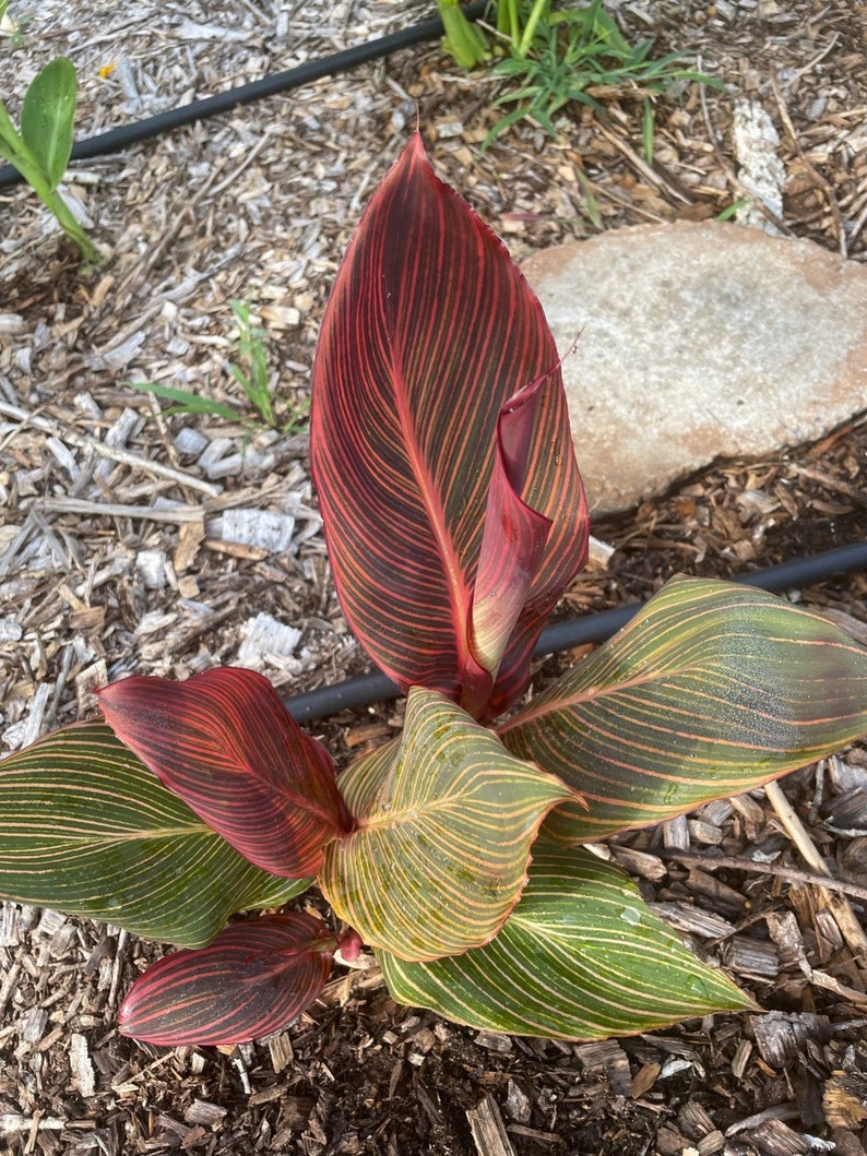 May include: A close-up of a canna lily plant with red and green striped leaves. The leaves are long and narrow, and the plant is growing in a bed of mulch.