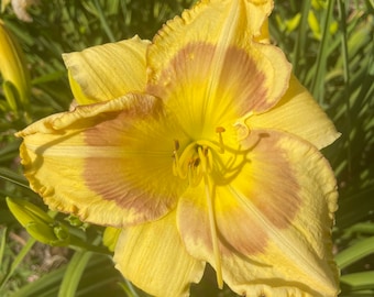 Asymmetry Hemerocallis Daylily 1 fan, bareroot plant