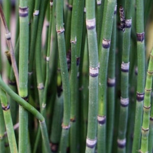 Horsetail Reed bareroot shoots bundle, Equisetum hyemale image 2