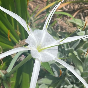 White Beach spiderlily Hymenocallis littoralis Bulb, plant