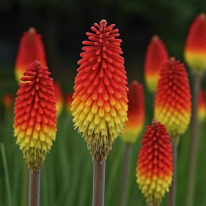 May include: Close-up of several red hot poker flowers. The flowers are a vibrant mix of red, orange, and yellow, with a dense, spiky appearance. The stems are brown, and the background is a soft green.