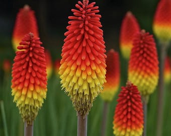 Fire Poker Plant (Red Hot Poker) Bare Root – Vibrant Perennial Torch Flowers for Sunny Gardens