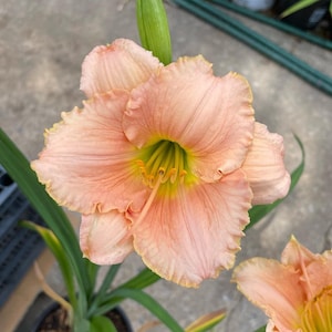 May include: A close-up of a peach-colored daylily flower with a yellow center. The flower has ruffled petals and is in full bloom. The plant is growing in a pot and has green leaves.