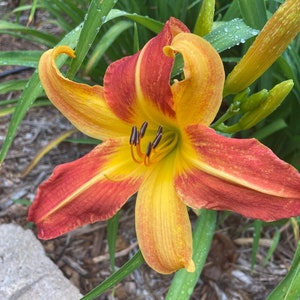May include: A single yellow and red lily flower with a prominent yellow center and red tips on the petals. The flower is in focus and the background is blurred.